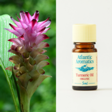 Atlantic Aromatics Turmeric Oil Atlantic Aromatics Turmeric Oil
